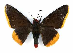  (Pyrrhopyge amyclas amyclas - RMNH.INS.1633456)  @11 [ ] CreativeCommons - Attribution Share-Alike (2024) Hajo Gernaat Naturalis Biodiversity Center
