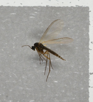  ( - NHMO-DAR-8067)  @12 [ ] CreativeCommons - Attribution Non-Commercial Share-Alike (2016) Unspecified University of Oslo, Natural History Museum