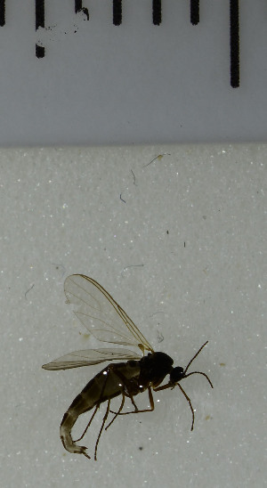  ( - SV1018)  @12 [ ] No Rights Reserved (2013) Unspecified University of Oslo, Natural History Museum