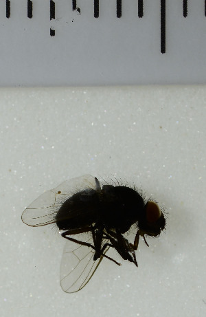  ( - SV1030)  @12 [ ] No Rights Reserved (2013) Unspecified University of Oslo, Natural History Museum
