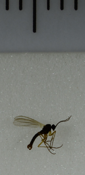  ( - SV1061)  @12 [ ] No Rights Reserved (2013) Unspecified University of Oslo, Natural History Museum