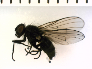  ( - SV1171)  @12 [ ] CreativeCommons - Attribution Share-Alike (2014) Natural History Museum, University of Oslo Natural History Museum, University of Oslo