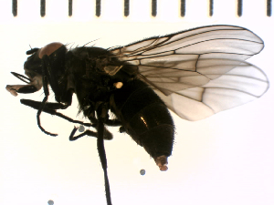  (Spilogona dorsata - SV1186)  @13 [ ] CreativeCommons - Attribution Share-Alike (2014) Natural History Museum, University of Oslo Natural History Museum, University of Oslo