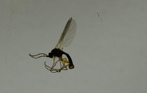  ( - SV826)  @12 [ ] No Rights Reserved (2013) Unspecified University of Oslo, Natural History Museum