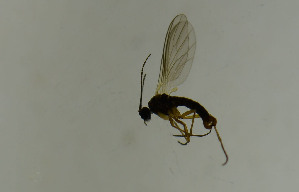  ( - SV834)  @12 [ ] No Rights Reserved (2013) Unspecified University of Oslo, Natural History Museum