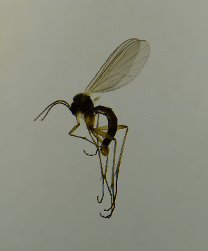  ( - SV857)  @12 [ ] No Rights Reserved (2013) Unspecified University of Oslo, Natural History Museum