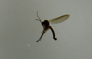  ( - SV893)  @12 [ ] No Rights Reserved (2013) Unspecified University of Oslo, Natural History Museum