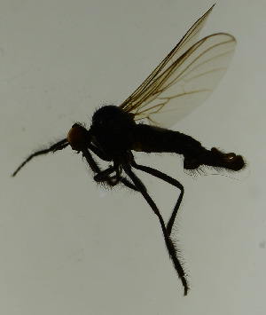  (Rhamphomyia caudata - SV896)  @13 [ ] No Rights Reserved (2013) Unspecified Univeristy of Oslo, Natural History Museum
