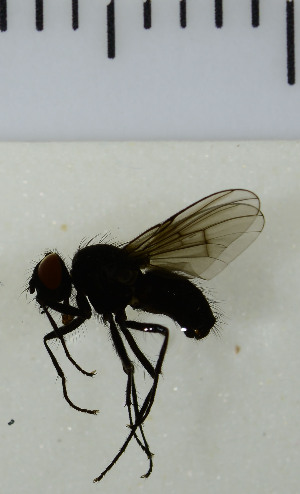  ( - SV907)  @13 [ ] No Rights Reserved (2013) Unspecified Univeristy of Oslo, Natural History Museum