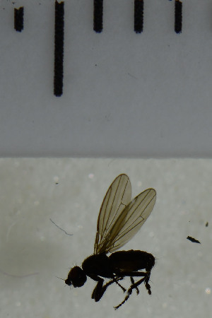  ( - SV978)  @12 [ ] No Rights Reserved (2013) Unspecified Univeristy of Oslo, Natural History Museum