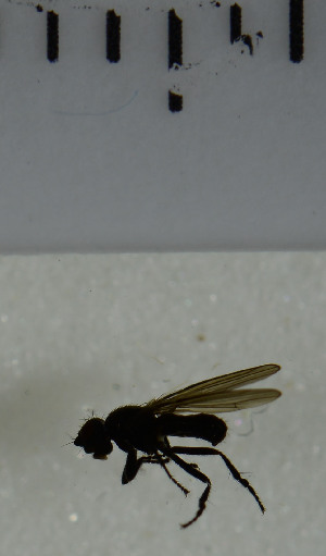  ( - SV983)  @12 [ ] No Rights Reserved (2013) Unspecified Univeristy of Oslo, Natural History Museum