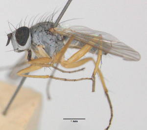  (Coenosia sp4 - MACN-EN-DIP-00AA7)  @11 [ ] Copyright (2016) MACN Museo Argentino de Ciencias Naturales Bernardino Rivadavia