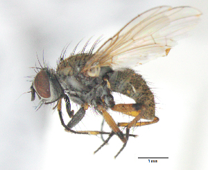  (Coenosia sp5 - MACN-EN-DIP-00BB7)  @11 [ ] Copyright (2016) MACN Museo Argentino de Ciencias Naturales Bernardino Rivadavia