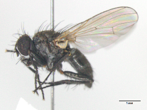  (Coenosia sp9 - MACN-EN-DIP-00C2)  @11 [ ] Copyright (2016) MACN Museo Argentino de Ciencias Naturales Bernardino Rivadavia