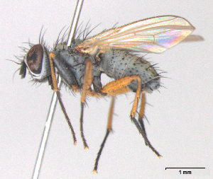  (Coenosia sp5 - MACN-EN-DIP-00CC7)  @11 [ ] Copyright (2016) MACN Museo Argentino de Ciencias Naturales Bernardino Rivadavia