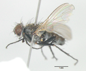  (Coenosia sp10 - MACN-EN-DIP-00D2)  @11 [ ] Copyright (2016) MACN Museo Argentino de Ciencias Naturales Bernardino Rivadavia