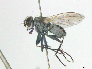  ( - MACN-EN-DIP-00E2)  @11 [ ] Copyright (2016) MACN Museo Argentino de Ciencias Naturales Bernardino Rivadavia