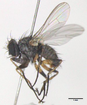  ( - MACN-EN-DIP-00EE7)  @11 [ ] Copyright (2016) MACN Museo Argentino de Ciencias Naturales Bernardino Rivadavia