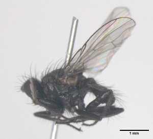  (Coenosia nigerrina - MACN-EN-DIP-00FF11)  @11 [ ] Copyright (2016) MACN Museo Argentino de Ciencias Naturales Bernardino Rivadavia
