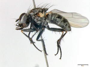  (Coenosia sp12 - MACN-EN-DIP-00H2)  @11 [ ] Copyright (2016) MACN Museo Argentino de Ciencias Naturales Bernardino Rivadavia