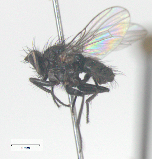 ( - MACN-EN-DIP-00HH7)  @11 [ ] Copyright (2016) MACN Museo Argentino de Ciencias Naturales Bernardino Rivadavia