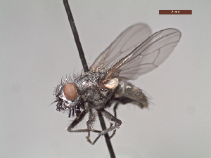  (Lispoides argenticeps - MACN-EN-DIP101)  @11 [ ] Copyright (2019) MACN Museo Argentino de Ciencias Naturales, Bernardino Rivadavia
