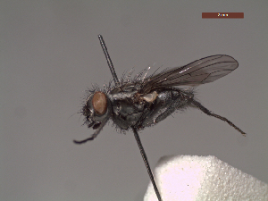  ( - MACN-EN-DIP102)  @11 [ ] Copyright (2019) MACN Museo Argentino de Ciencias Naturales, Bernardino Rivadavia