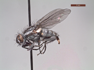  (Lispoides inaequifrons - MACN-EN-DIP103)  @11 [ ] Copyright (2019) MACN Museo Argentino de Ciencias Naturales, Bernardino Rivadavia