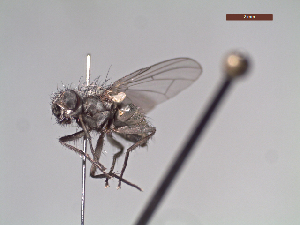  (Lispoides sp. 1 LP - MACN-EN-DIP104)  @11 [ ] Copyright (2019) MACN Museo Argentino de Ciencias Naturales, Bernardino Rivadavia
