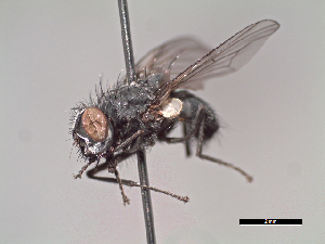  (Lispoides sp. 2 LP - MACN-EN-DIP105)  @11 [ ] Copyright (2019) MACN Museo Argentino de Ciencias Naturales, Bernardino Rivadavia