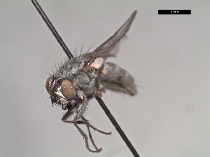  (Lispoides sp. 3 LP - MACN-EN-DIP106)  @11 [ ] Copyright (2019) MACN Museo Argentino de Ciencias Naturales, Bernardino Rivadavia