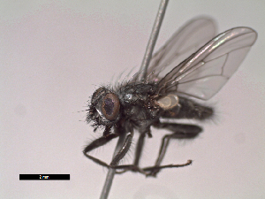  (Lispoides sp. 4 LP - MACN-EN-DIP107)  @11 [ ] Copyright (2019) MACN Museo Argentino de Ciencias Naturales, Bernardino Rivadavia