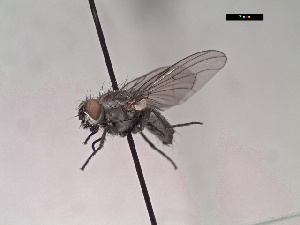  ( - MACN-EN-DIP108)  @11 [ ] Copyright (2019) MACN Museo Argentino de Ciencias Naturales, Bernardino Rivadavia