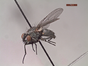  ( - MACN-EN-DIP109)  @11 [ ] Copyright (2019) MACN Museo Argentino de Ciencias Naturales, Bernardino Rivadavia
