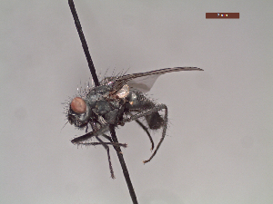  ( - MACN-EN-DIP110)  @11 [ ] Copyright (2019) MACN Museo Argentino de Ciencias Naturales, Bernardino Rivadavia
