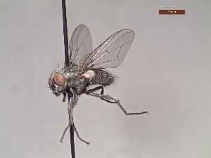  ( - MACN-EN-DIP111)  @11 [ ] Copyright (2019) MACN Museo Argentino de Ciencias Naturales, Bernardino Rivadavia