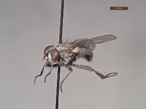  ( - MACN-EN-DIP112)  @11 [ ] Copyright (2019) MACN Museo Argentino de Ciencias Naturales, Bernardino Rivadavia