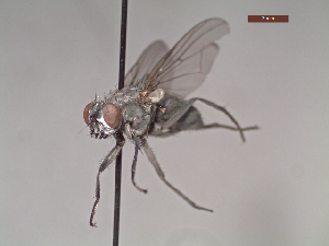  ( - MACN-EN-DIP113)  @11 [ ] Copyright (2019) MACN Museo Argentino de Ciencias Naturales, Bernardino Rivadavia