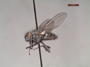  ( - MACN-EN-DIP114)  @11 [ ] Copyright (2019) MACN Museo Argentino de Ciencias Naturales, Bernardino Rivadavia