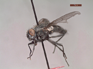  (Lispoides sp - MACN-EN-DIP115)  @11 [ ] Copyright (2019) MACN Museo Argentino de Ciencias Naturales, Bernardino Rivadavia