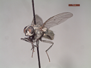  ( - MACN-EN-DIP116)  @11 [ ] Copyright (2019) MACN Museo Argentino de Ciencias Naturales, Bernardino Rivadavia