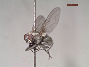  ( - MACN-EN-DIP117)  @11 [ ] Copyright (2019) MACN Museo Argentino de Ciencias Naturales, Bernardino Rivadavia