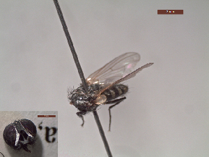  ( - MACN-EN-DIP118)  @11 [ ] Copyright (2019) MACN Museo Argentino de Ciencias Naturales, Bernardino Rivadavia