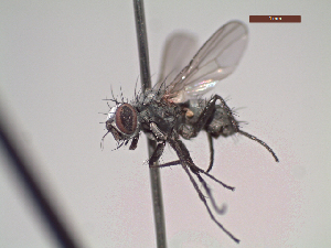  (Coenosia argentifrons - MACN-EN-DIP119)  @11 [ ] Copyright (2019) MACN Museo Argentino de Ciencias Naturales, Bernardino Rivadavia