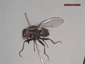  (Coenosia sp. 11 LP - MACN-EN-DIP120)  @11 [ ] Copyright (2019) MACN Museo Argentino de Ciencias Naturales, Bernardino Rivadavia