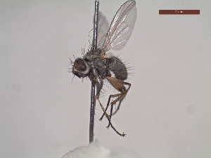  ( - MACN-EN-DIP122)  @11 [ ] Copyright (2019) MACN Museo Argentino de Ciencias Naturales, Bernardino Rivadavia