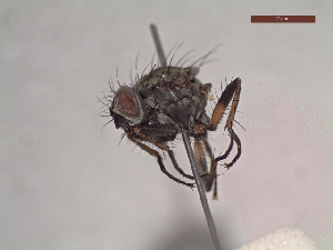  (Coenosia ignobilis - MACN-EN-DIP123)  @11 [ ] Copyright (2019) MACN Museo Argentino de Ciencias Naturales, Bernardino Rivadavia