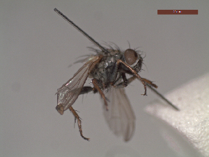  ( - MACN-EN-DIP124)  @11 [ ] Copyright (2019) MACN Museo Argentino de Ciencias Naturales, Bernardino Rivadavia