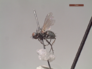  (Coenosia chaetosa - MACN-EN-DIP202)  @11 [ ] Copyright (2019) MACN Museo Argentino de Ciencias Naturales, Bernardino Rivadavia