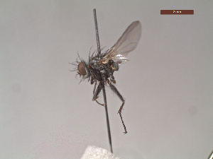  (Coenosia sp. 2 LP - MACN-EN-DIP203)  @11 [ ] Copyright (2019) MACN Museo Argentino de Ciencias Naturales, Bernardino Rivadavia